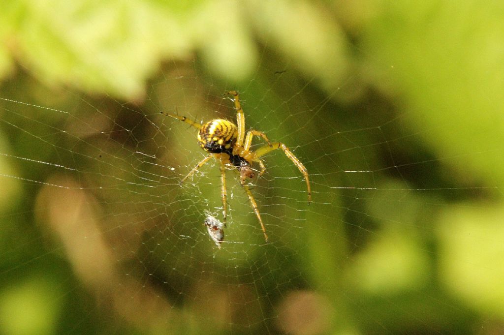 Mangora acalypha?